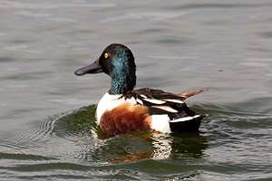 Northern Shoveler